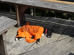 38289235_704732629877060_1617716182410854400_n