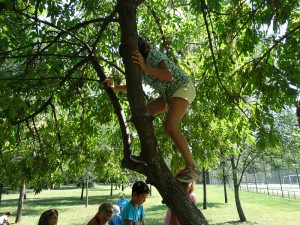 Our tree! we can all climb up and we can all climb down..and up again .jpg