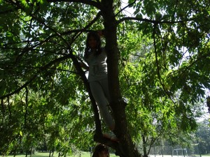 Our tree! we can all climb up and we can all climb down..and up againjpg