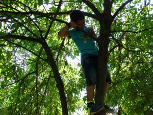 Our tree! we can all climb up and we can all climb down.