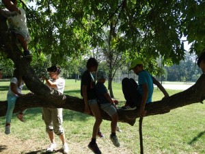 Our tree! we can all climb up and we can all climb down