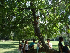 Our tree! we can all climb up.
