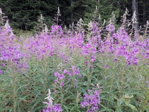 67729537_944509879232666_1321678191370174464_n