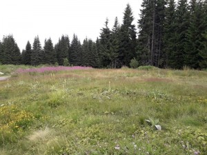 67632422_945835072433480_6282941334709862400_n