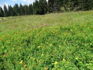 38444499_705839386433051_1617267517242212352_n